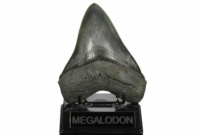 Serrated, Fossil Megalodon Tooth - South Carolina #186041